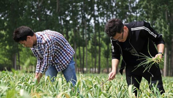 怎样才能让蒜头长的大