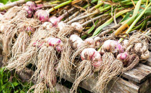 怎样才能让蒜头长的大