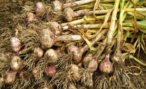 怎样才能让蒜头长的大