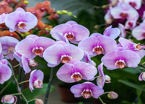 蝴蝶兰花苞比较少的原因