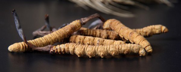 什么人不宜吃虫草炖鸭