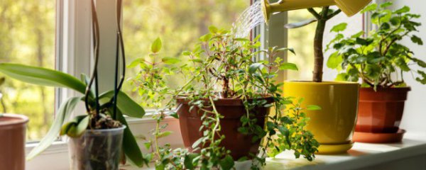 客厅摆放植物多好不好