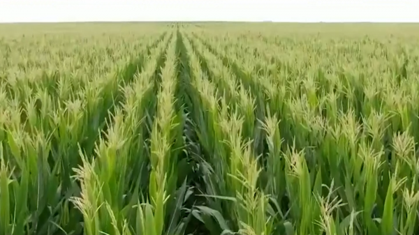 为什么要节约粮食