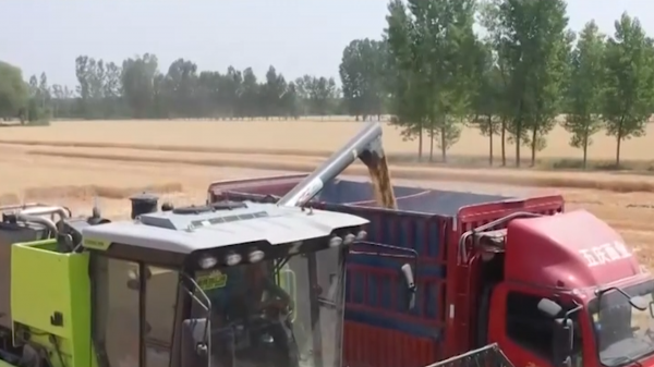 为什么要节约粮食