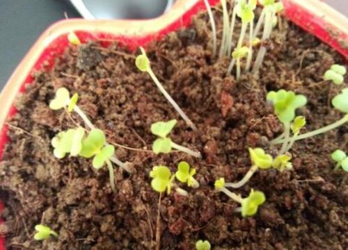 多肉怎么发芽快