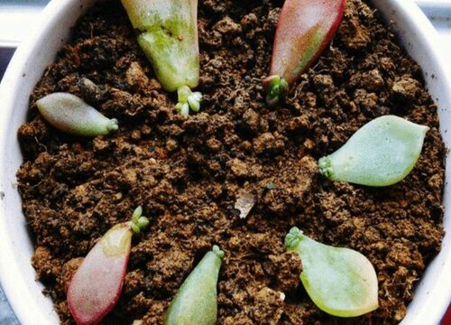 多肉怎么发芽快