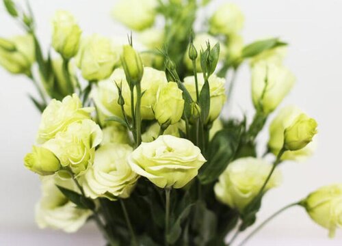 桔梗的花语是什么