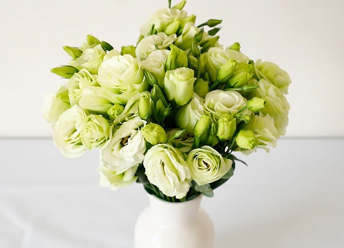 桔梗的花语是什么