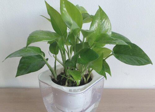 绿萝无土栽培方法