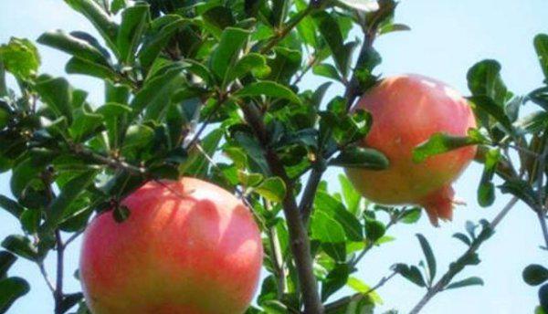 院子里面种什么果树最适合