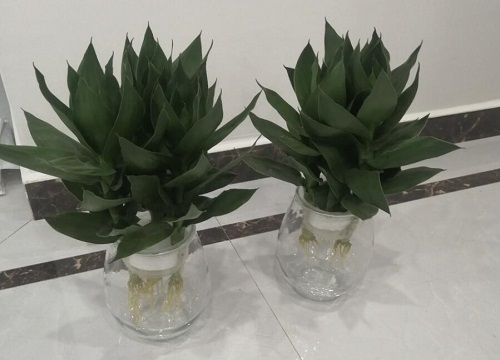 观音竹黄叶怎么处理