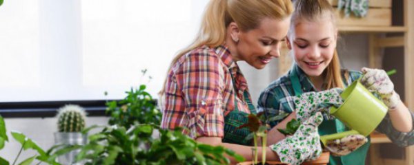 最适合客厅摆放的植物