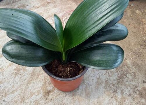 君子兰叶片黯淡无光是什么原因造成的