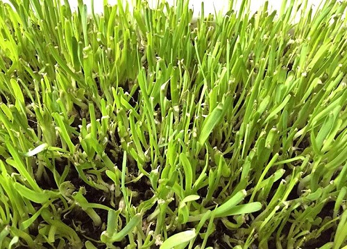 韭菜几天发芽出苗