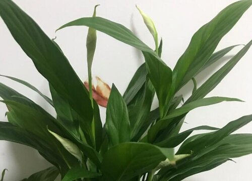 非常害怕太阳直射的花卉植物