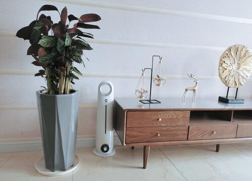 非常害怕太阳直射的花卉植物