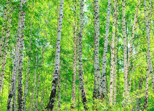 白桦花期多长时间