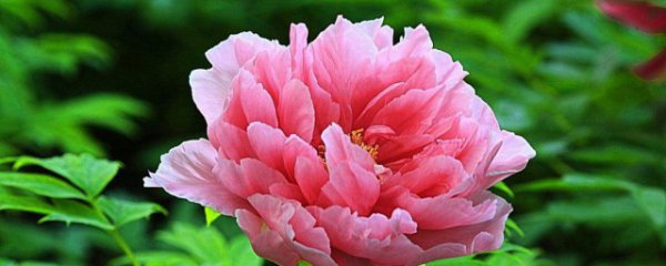 牡丹花的象征意义有哪些