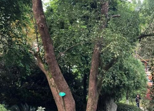 樟树有什么作用