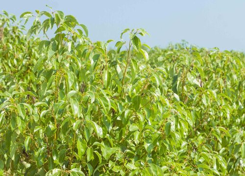 樟树有什么作用