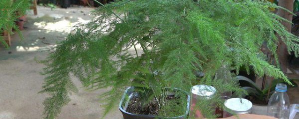 文竹什么季节适合修剪