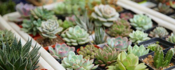 室外中型植物盆景有哪些