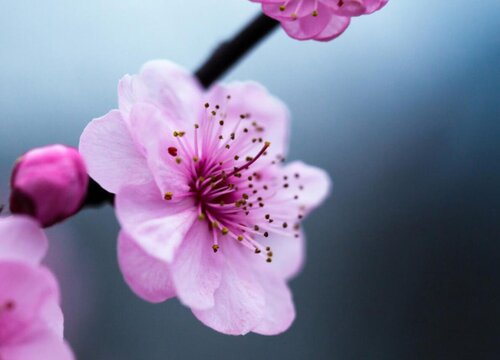 腊梅几月份种植最好