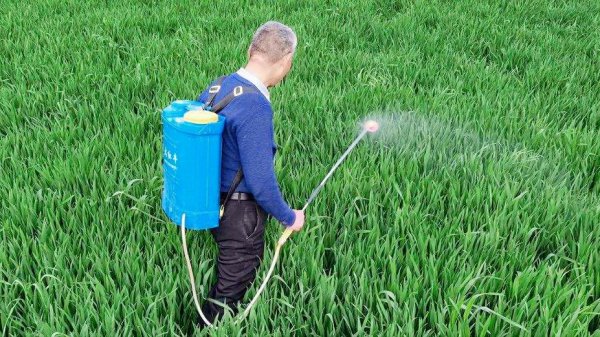 小麦控旺药什么时候打合适