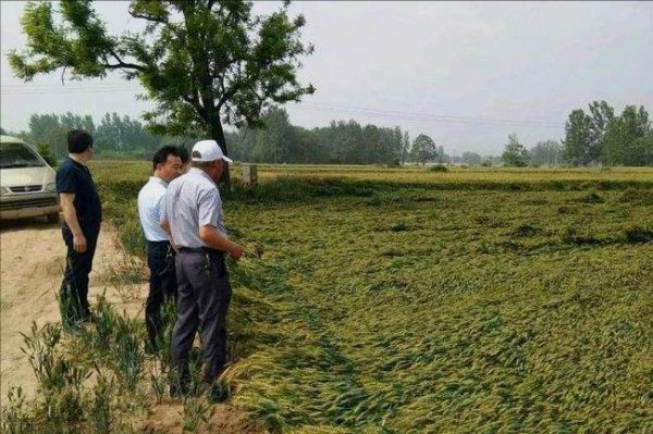 小麦控旺药什么时候打合适