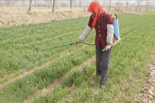 小麦控旺药什么时候打合适