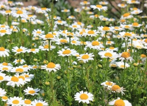 白晶菊的花语和寓意