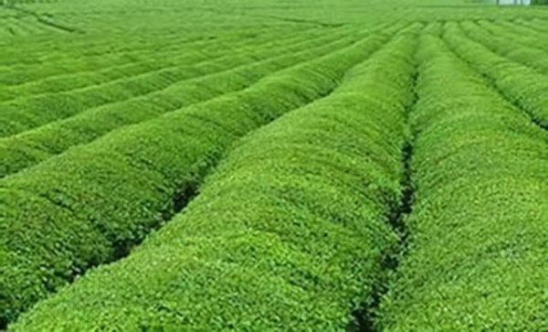 农学专业就业前景