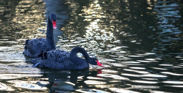 一句话解释爱情是什么意思