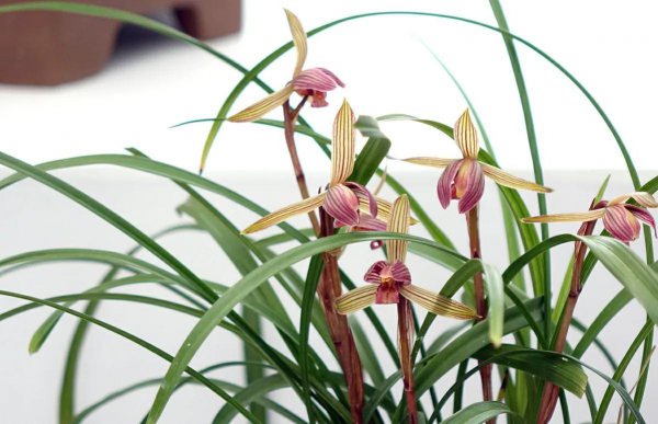 梅兰竹菊被称为什么四君子