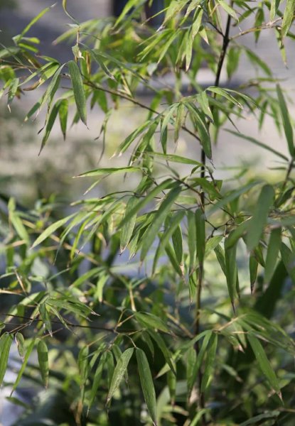 梅兰竹菊被称为什么四君子