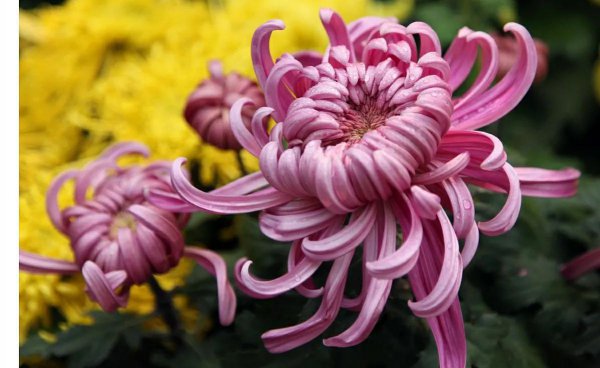 梅兰竹菊被称为什么四君子