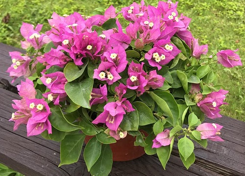 三角梅种植基地在哪里