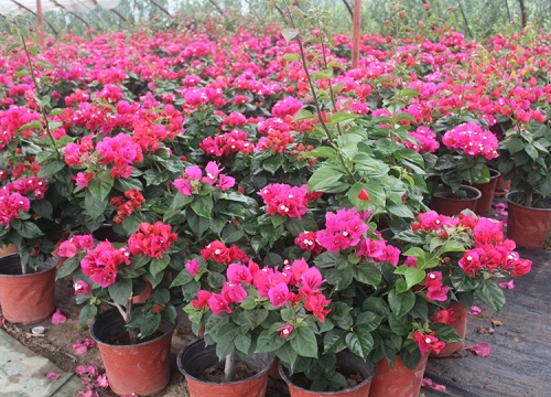 三角梅种植基地在哪里