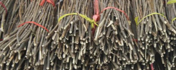 什么时候采摘知了卵枝