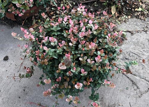 硌石花开花有毒吗