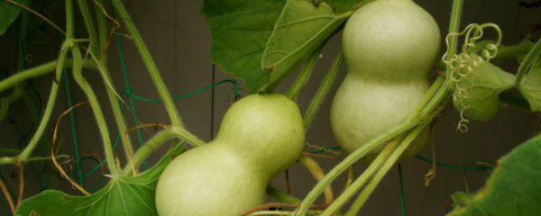 葫芦摆放客厅门头好不好