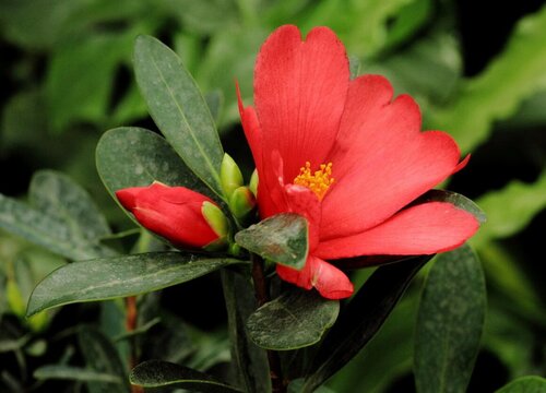 夏季养茶花如何护蕾