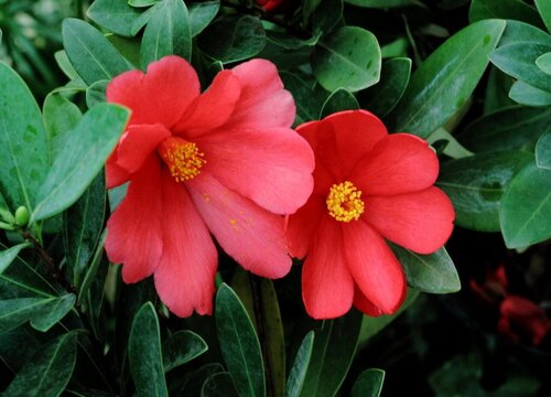 夏季养茶花如何护蕾