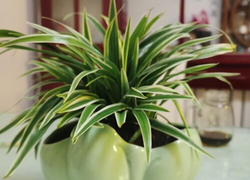 家里养吊兰风水好吗