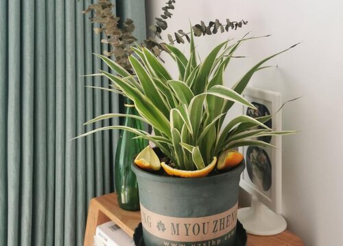 家里养吊兰风水好吗