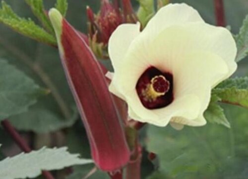 红秋葵种植时间和方法