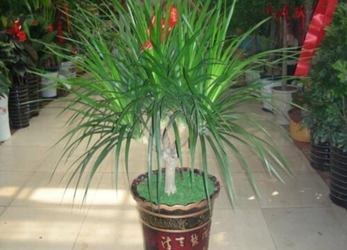 翠兰怎么修剪好看