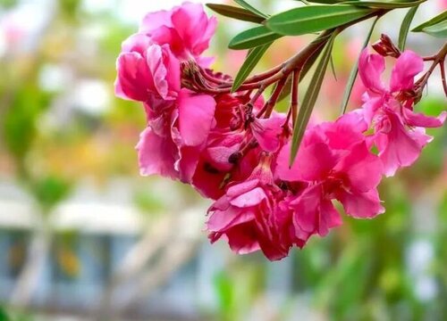 家里坚决不能养的花