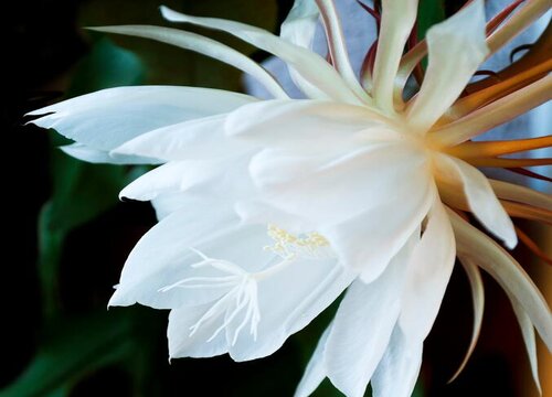 家里坚决不能养的花