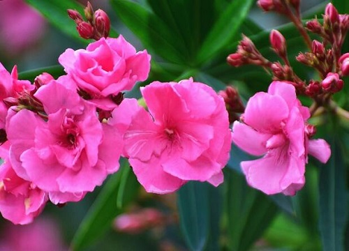 家里坚决不能养的花